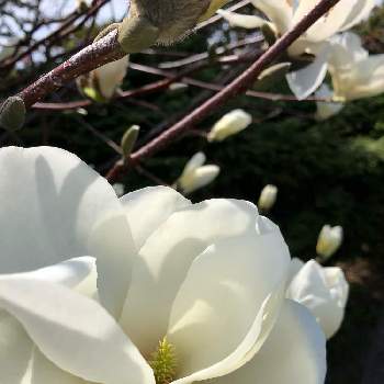 iPhone撮影の画像 by miyoさん | お出かけ先と癒されるーと日当たり良好とありがとうとかわいいと白い花と北海道とiPhone撮影