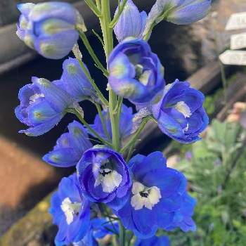  デルフィニウムの画像 by ミッケさん | 小さな庭と植物好きと繋がりたいと青い花と デルフィニウムとガーデニング初心者とお庭