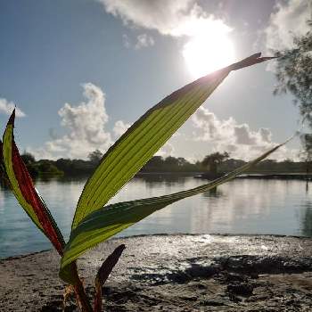 木の実の画像 by aquamarineさん | お出かけ先とココナツとココヤシの実と木の実と散歩道と海辺