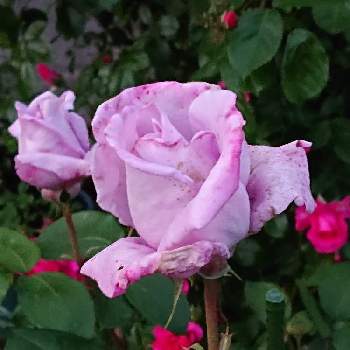 ブルームーンの画像 by 山ちゃんさん | 広い庭とブルームーンと強香とおうち園芸と花のある暮らしと我が家のバラと地植え