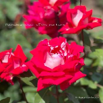 薔薇 ラブの画像 by ハナコさん | お出かけ先と薔薇 ラブとバラ♪と荒牧バラ園