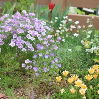 ニーレンベルギア,ガザニア カナリアスマイル,お花を楽しむ,PW花苗アンバサダー2021,PWの画像