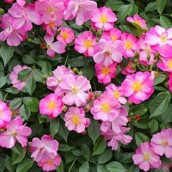 京都府立植物園の画像 by ととさん | お出かけ先とバラ（ラベンダードリーム）と京都府立植物園とピンク