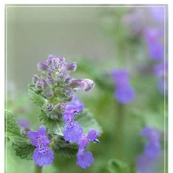 こぼれ種の画像 by クジャクシダさん | 小さな庭とキャットミントとこぼれ種と青い花と多年草とおうち園芸