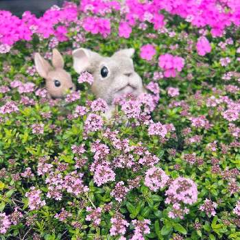 北国のガーデニングの画像 by マルチルさん | 小さな庭とクリーピング タイムとピンク❤︎ピンクとおうち園芸と花のある暮らしと北国のガーデニングと庭の宿根草