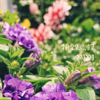 タキイの画像 by mimiさん | 小さな庭とタキイとダブルブルーとペチュニア　ギュギュ♡と八重咲き　ぎゅぎゅ