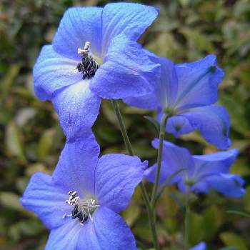  デルフィニウムの画像 by こぶたさん | お庭と青い花と デルフィニウムと今日のお花