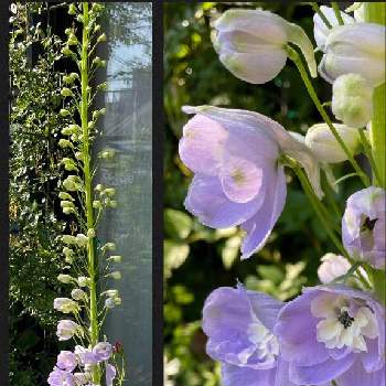  デルフィニウムの画像 by tamagopanさん | 小さな庭とデルフィニウム オーロラとデルフィニウム「オーロラ・ラベンダー」と美しい色と楽しく暮らすと今日のお花と我が家の花壇と デルフィニウムと花のある暮らし