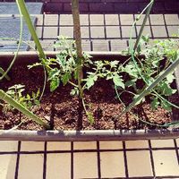 家庭菜園,プランター野菜,ミニトマト♥,小さな庭の画像
