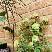 ボトルツリー,リプサリス,クレマチス 白万重,小さな幸せ♡,白って綺麗だねの画像