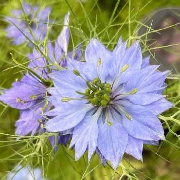 庭の植物の画像 by ちょこさん | 小さな庭とニゲラ（クロタネソウ）と青い花と庭の植物と花のある暮らしとかわいいとこぼれダネとかわいい花と地植え