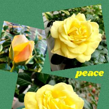コンテナガーデンの画像 by hanabanaさん | 小さな庭とばら バラ 薔薇と半日陰とコンテナガーデンと鉢植えとバラが好きと小さな小さな庭と花のある暮らしと❤︎カワイイ❤︎と花が好き