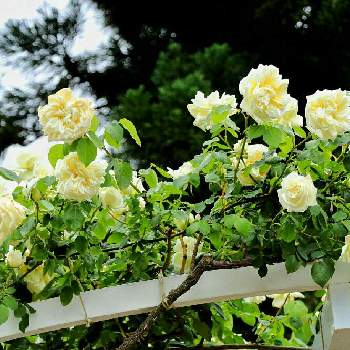 京都府立植物園の画像 by ととさん | お出かけ先とバラ 新雪と京都府立植物園と白・しろ・ホワイト