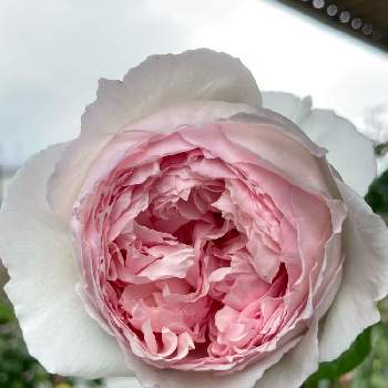 バラのある暮らしの画像 by レイニーブルーさん | 車庫とHTCとキュンキュン乙女倶楽部と2022 レイニーブルーガーデン　バラとばら バラ 薔薇とバラはいいなぁと薔薇愛同盟とバラのある暮らしと挿木のバラとザ・ウェッジウッド・ローズと庭のある暮らしとバラが好きとバラを楽しむ