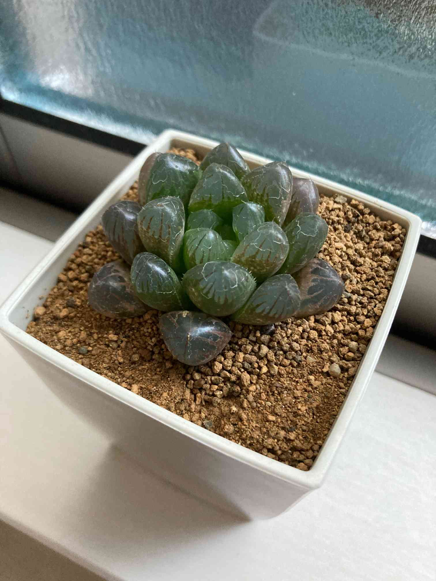 ⭐︎ハオルチア オブツーサ⭐︎群生 園芸ネット本店｜ハオルチア：オブツーサ（群生） 3号ポット の通販