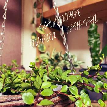 カランコエ属の画像 by paseriさん | 窓辺と植物のある暮らしと植物大好きとハンギングとカランコエ属と新入りさんと植物欲が止まらない