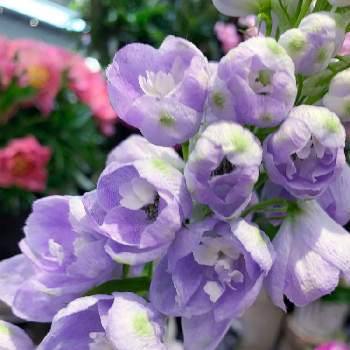 お花屋さんの店先での画像 by EMIさん | お出かけ先とお散歩と花のある暮らしと薄紫色のお花とお花屋さんの店先で