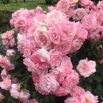 iPhone撮影の画像 by 君にバラバラさん | バラ  桜霞と乙女ピンクとピンクの花と癒しと公園と不思議な魅力と花いろいろと神代植物公園と花のある暮らしとお散歩と春の装いとiPhone撮影