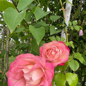 可愛い薔薇の画像 by ラックスさん | 広い庭とアクロポリスと可愛い薔薇とシュラブと四季咲バラと薔薇のある家