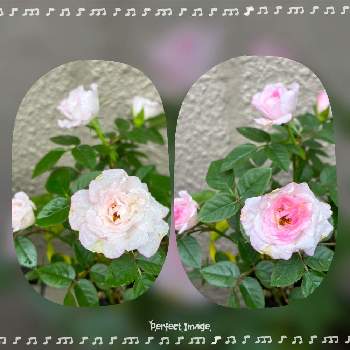 ピンクのお花の画像 by しぶちゃんさん | アプローチとミニバラとネコ好きと薔薇♪と花のある暮らしとピンクのお花
