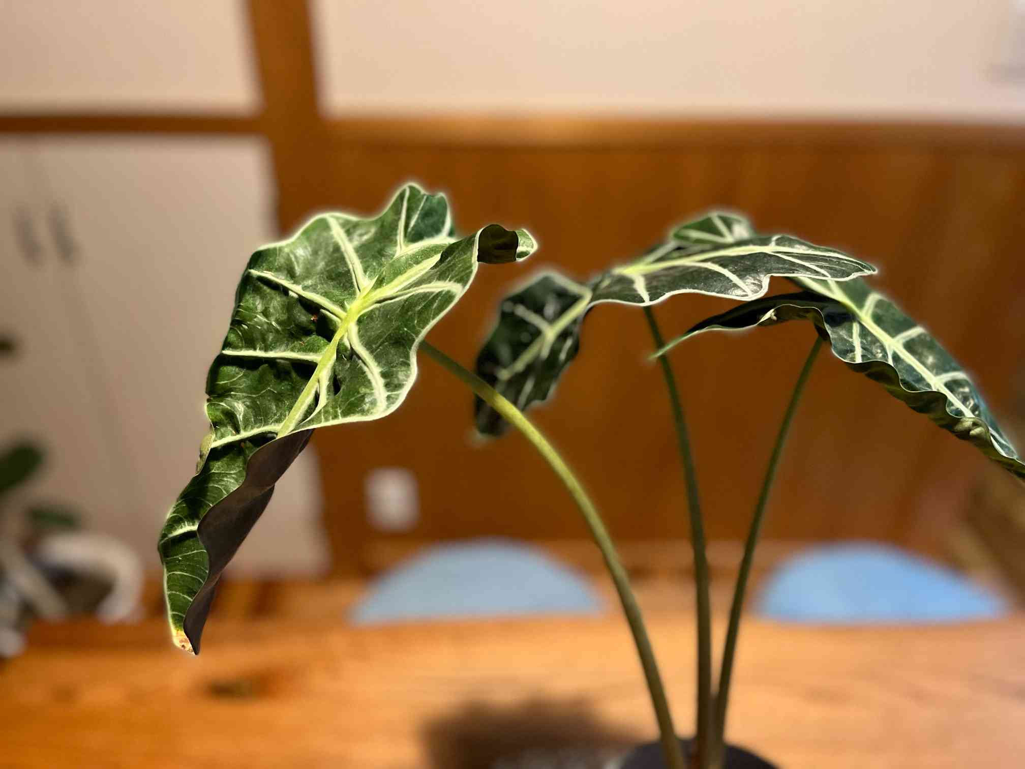 アロカシア・アマゾニカ｜🍀GreenSnap（グリーンスナップ）