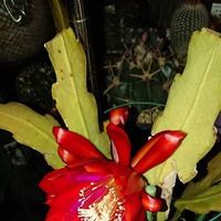孔雀サボテン,サボテンの花,花のある暮らしの画像