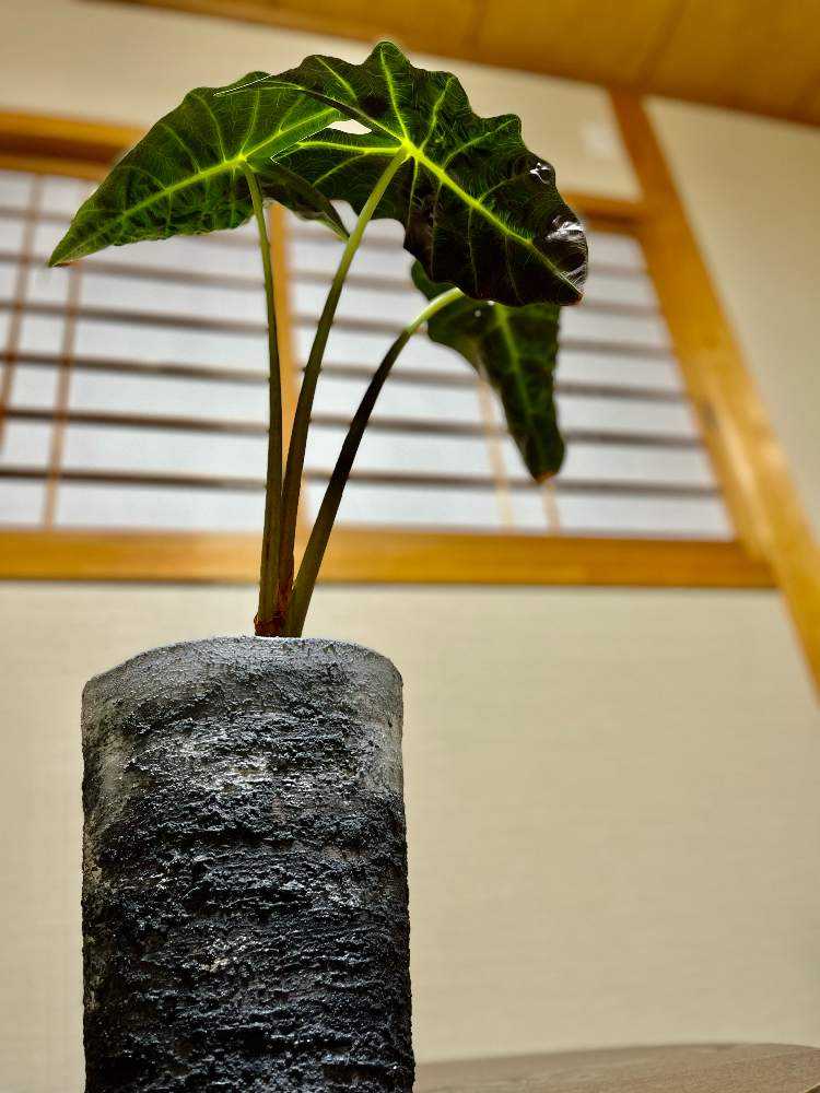 アロカシア・アマゾニカ｜🍀GreenSnap（グリーンスナップ）