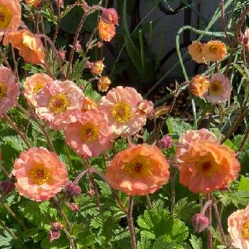 ゲウム の投稿画像一覧 Greensnap グリーンスナップ