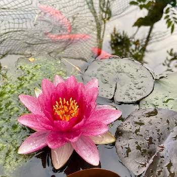 実家の庭の画像 by LEONさん | ピンクの花と金魚と癒しと睡蓮の花とビオトープと実家の庭