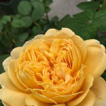 薔薇を楽しむの画像 by Megumiさん | 小さな庭とバラ、薔薇、ばらとイングリッシュローズとチャールズダーウィンとバラ無農薬とばら バラ 薔薇とシェードガーデンと日陰でバラとナチュラルガーデンと無農薬バラ栽培とコンテナガーデンとイングリッシュ・ローズと薔薇を楽しむとガーデニングと花のある暮らしと日陰の庭とバラ・ミニバラとロザリアンと薔薇のある暮らし