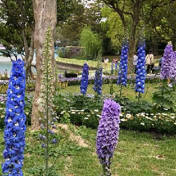 長居植物園の画像 by コロコロロさん | デルフィニウムと世界平和と青い花と今日のお花と愛と平和と長居植物園