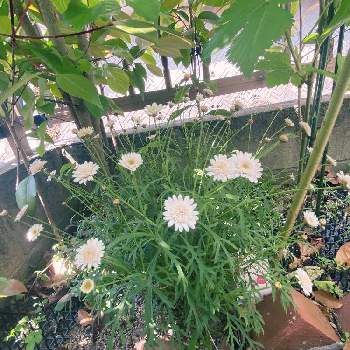 ボンザマーガレット,春のお花,まだまだ勉強,花壇,サントリー フラワーズの画像