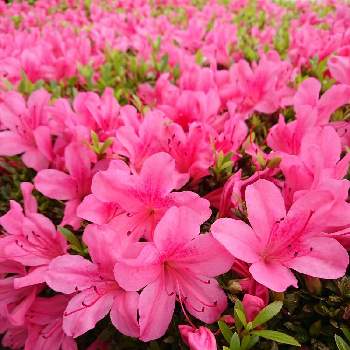 和歌山の画像 by あや★さん | お出かけ先とつつじとおはなだいすきと可愛い♪と満開♪とみかん県民と満開と和歌山ときれいなお花とタニラーとお花と綺麗✨