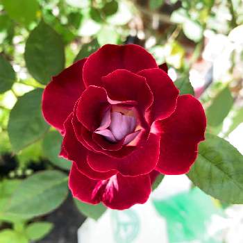 希少種の画像 by Cyeqさん | 小さな庭とバラとばら バラ 薔薇と希少種とバラ 鉢植えと鉢植えとガーデニングとフレンチローズとローズガーデン
