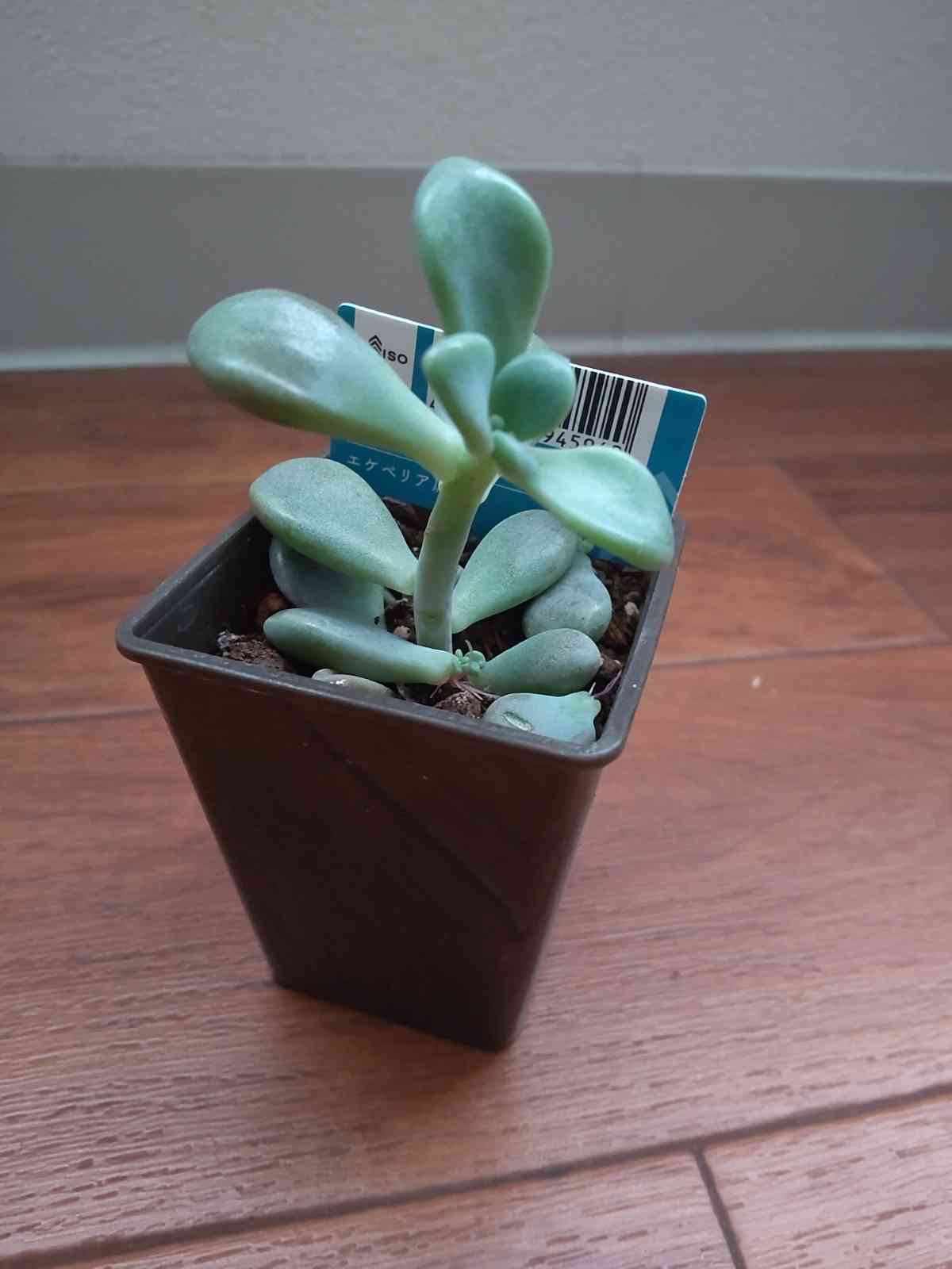 ダイソー 謎ベリア｜🍀GreenSnap（グリーンスナップ）