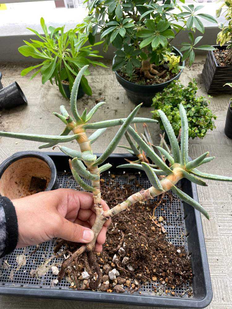 アロエ・ラモシシマの植え替え｜🍀GreenSnap（グリーンスナップ）