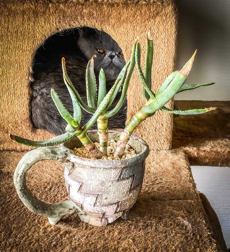 アロエベラ 抜き苗 2つ アロエベラ 抜き苗 2つ 【公式通販】