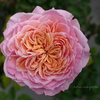 綺麗だなぁの画像 by rose.magentaさん | バルコニー/ベランダとバラ みやびと和ばらとお気に入り♡とナチュラルガーデンとバラ 鉢植えと花のある暮らしといやされると薔薇♪とバラ・ミニバラとロザリアンとベランダでバラを♬とバラを楽しむと綺麗だなぁと咲いた！