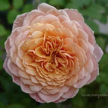 綺麗だなぁの画像 by rose.magentaさん | バルコニー/ベランダとバラ 絃と和ばらとお気に入り♡とナチュラルガーデンとバラ 鉢植えと花のある暮らしといやされると薔薇♪とバラ・ミニバラとロザリアンとベランダでバラを♬とバラを楽しむと綺麗だなぁと咲いた！