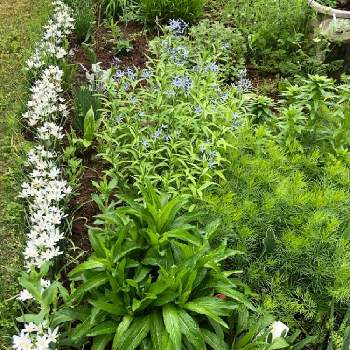 　白い花の画像 by ちゃこさん | 広い庭とクリサンセマム スノードリフトと糸葉ハルシャギクと丁子草とスカシユリとオオアマナと地植えとブルーの花と　白い花