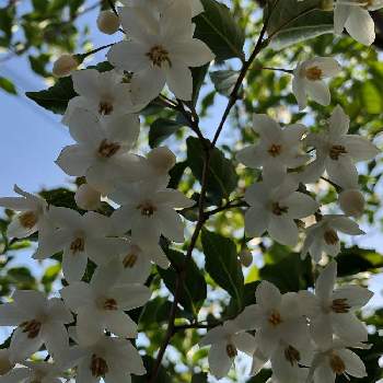 エゴノキ(白)の画像 by まちゃまつさん | 小さな庭とエゴノキ(白)と自然大好きとはなのある暮らしと緑のある暮らしと白い花