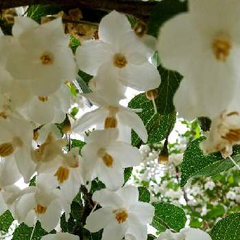 ご近所さんの画像 by えっちゃんさん | 小さな花達とご近所さんとスマホ撮影といつもの散歩道と白い花