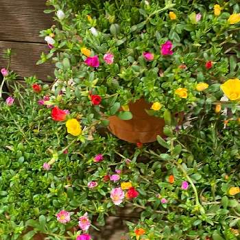 スベリヒユ科の画像 by nanairoFさん | お出かけ先と可愛いなとスベリヒユ科と楽しいな♪とお花に癒されてと花のある暮らし