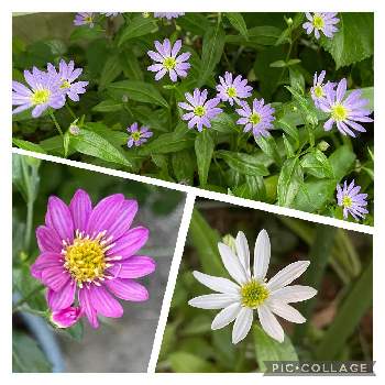 みやこわすれ の投稿画像一覧 Greensnap グリーンスナップ みやこわすれ の投稿画像一覧 Greensnap グリーンスナップ