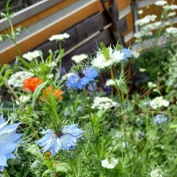 ㊗️きらまるさん3000picの画像 by mimozaさん | 小さな庭とニゲラとチームブルーNo.117と㊗️きらまるさん3000picと白い水曜日♡と水曜日は水色と青い花マニアとチーム・ブルー