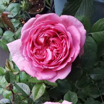 バラのある暮らしの画像 by モコモコさん | 小さな庭とばら バラ 薔薇と可愛い❤とバラのある暮らしとおうち園芸と素敵な色❤とバラ プリンセスアレキサンドラオブケント