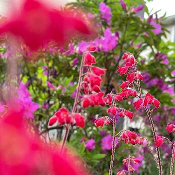 GS日和の画像 by R's gardenさん | 小さな庭とmy gardenと配色が好きとGS映えとGS日和と今日の一枚と花のある暮らしとお庭と咲いた！