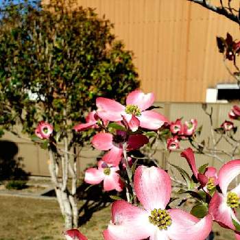 ピンクのお花の画像 by ❣️チコちゃん❣️さん | お出かけ先とピンクのお花と綺麗なお花と今日のお花と温泉県大分♨️