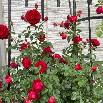 鉢植えの薔薇の画像 by ラックスさん | 広い庭と薔薇　レッド・キャプテン/トゥルー・ブルームと耐病性強と鉢植えの薔薇と丈夫な薔薇と薔薇のある家と四季咲バラとミニ薔薇