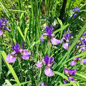 小さい畑の画像 by メグさん | 畑とアヤメ科と紫色の花と小さい畑